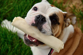 Dog with a bone in its mouth