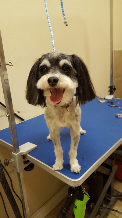 Dog with straight, combed fur after being groomed | Ammon Veterinary Hospital