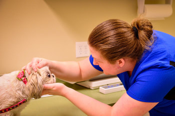 Ammon Veterinary Hospital vet tech looking at a dog's eyes
