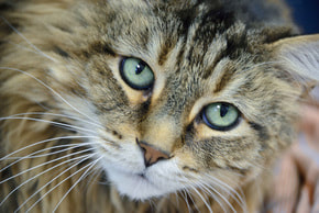 Cat Boarding in Idaho Falls, ID | Ammon Veterinary Hospital