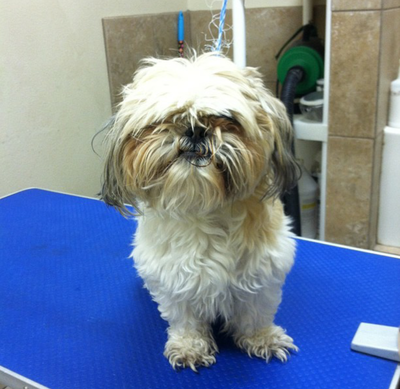 Dog before dog grooming service by Ammon Veterinary Hospital