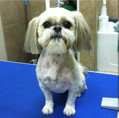 Dog after dog grooming service by Ammon Veterinary Hospital